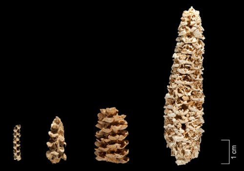 (Collections of the R.S. Peabody Museum, Photo: Donald E. Hurlbert, Smithsonian Institution)Maize cobs (5,300 to 1,200 years old), Tehuacan, Mexico